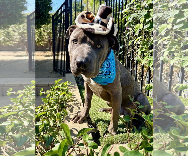 Medium Photo #3 American Pit Bull Terrier-Unknown Mix Puppy For Sale in Redlands, CA, USA