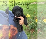 Puppy Shady Aussiedoodle