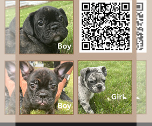 French Bulldog Litter for sale in GASTONIA, NC, USA