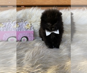 Pomeranian Puppy for sale in BEECH GROVE, IN, USA