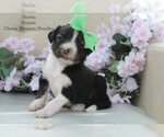 Puppy Mocha Bordoodle