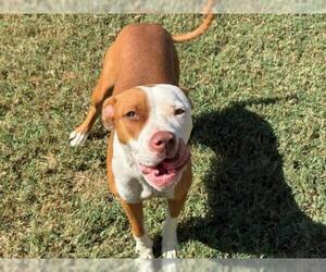 Mutt Dogs for adoption in Tulsa, OK, USA