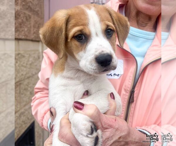 Medium Photo #6 Labrador Retriever-Unknown Mix Puppy For Sale in Washington, DC, USA
