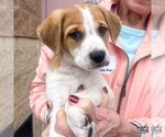 Small #5 Labrador Retriever Mix