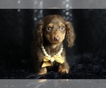 Small #2 Dachshund