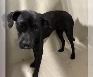 American Pit Bull Terrier Dogs for adoption in Bakersfield, CA, USA