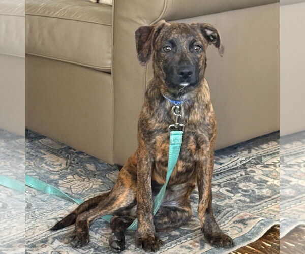 Medium Photo #3 Boxador Puppy For Sale in Woodbury, NY, USA