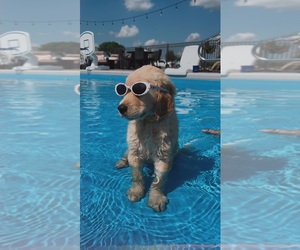 Golden Retriever Puppy for sale in W MANSFLD, OH, USA
