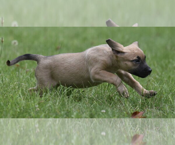 Medium Photo #7 Boxer-Unknown Mix Puppy For Sale in Mechanicsburg, PA, USA