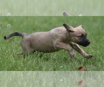 Small #6 Boxer Mix