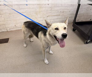 Gerberian Shepsky Dogs for adoption in San Bernardino, CA, USA
