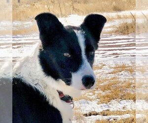 Border Collie Dogs for adoption in Laramie, WY, USA