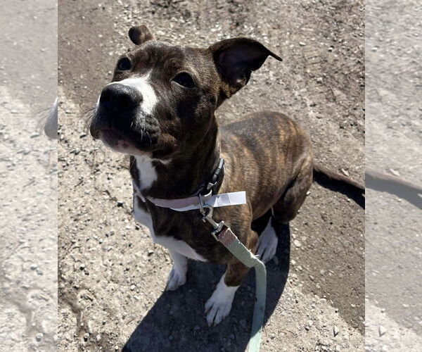 Medium Photo #9 Mutt Puppy For Sale in Rustburg, VA, USA