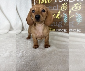 Dachshund Puppy for sale in GREENFIELD, IN, USA