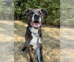 Small American Pit Bull Terrier