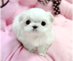 Small Photo #4 Maltese Puppy For Sale in CLERMONT, FL, USA