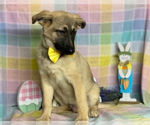 Australian Shepherd-German Shepherd Dog Mix Puppy for sale in LANCASTER, PA, USA
