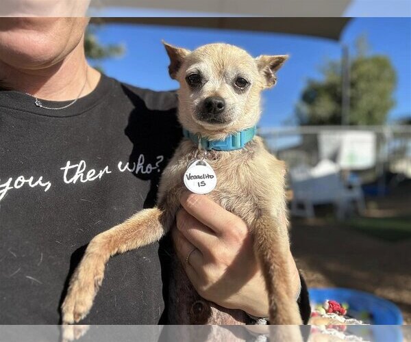 Medium Photo #1 Chihuahua Puppy For Sale in  Ramona, CA, USA