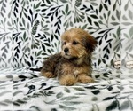 Small #5 Shorkie Tzu