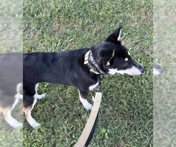 Medium Photo #4 Siberian Husky-Unknown Mix Puppy For Sale in McKinney, TX, USA