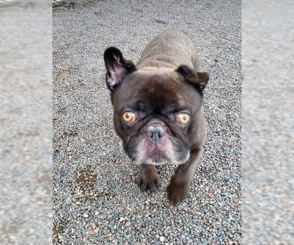 Medium Photo #4 French Bulldog Puppy For Sale in St. Louis Park, MN, USA