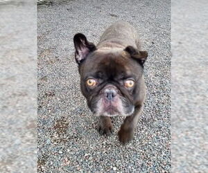 French Bulldog Dogs for adoption in St. Louis Park, MN, USA