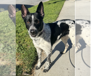 Macallan - Male Mutt Dog for Adoption - Photo #5
