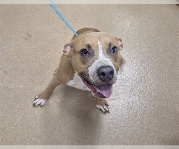 Medium Photo #2 American Pit Bull Terrier Puppy For Sale in Decatur, IL, USA