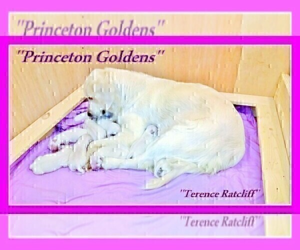 Medium Photo #22 English Cream Golden Retriever Puppy For Sale in PRINCETON, WV, USA