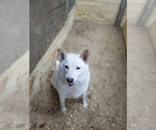 Medium Photo #1 Shiba Inu Puppy For Sale in CURTISS, WI, USA