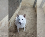 Small Photo #1 Shiba Inu Puppy For Sale in CURTISS, WI, USA