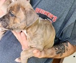 Small Photo #2 American Bully Puppy For Sale in GETTYSBURG, PA, USA