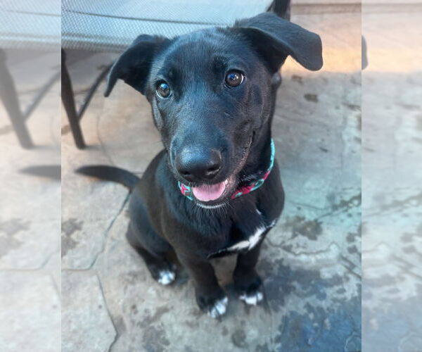 Medium Photo #33 Labrador Retriever-Unknown Mix Puppy For Sale in OKLAHOMA CITY, OK, USA