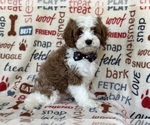 Small Photo #7 Cavapoo Puppy For Sale in LAKELAND, FL, USA