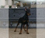 Small #6 Doberman Pinscher