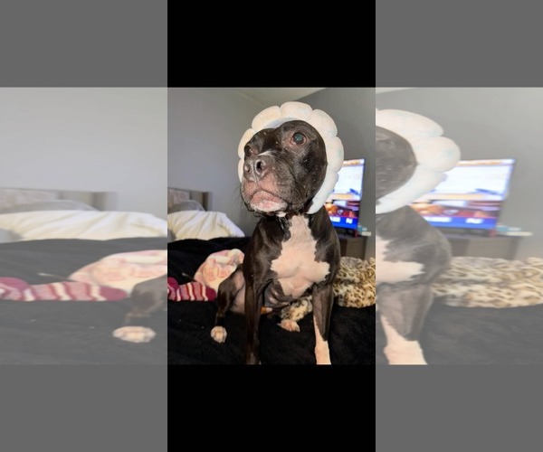 Medium Photo #6 American Pit Bull Terrier-Unknown Mix Puppy For Sale in Lockport, NY, USA
