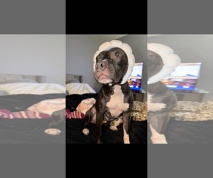 Lola - Female American Pit Bull Terrier-Unknown Mix Dog for Adoption - Photo #6