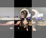 Small #5 American Pit Bull Terrier Mix