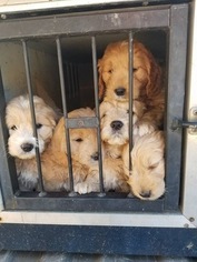 Goldendoodle (Miniature) Puppy for sale in LENOIR, NC, USA