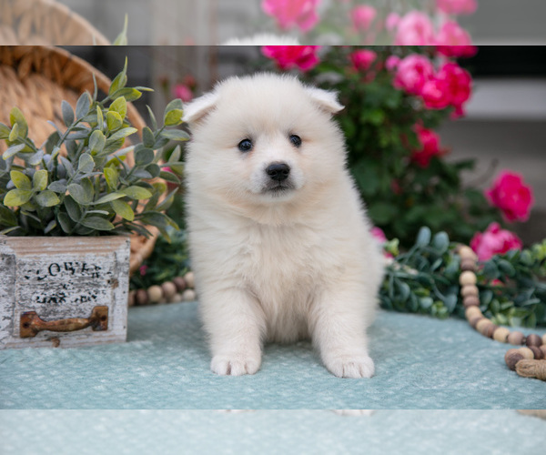Medium Photo #2 American Eskimo Dog Puppy For Sale in BERNE, IN, USA