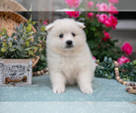 Small #1 American Eskimo Dog