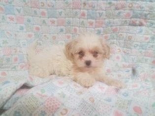 ShihPoo Puppy for sale in TUCSON, AZ, USA