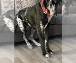 Small Photo #1 Great Dane Puppy For Sale in FAYETTEVILLE, NC, USA