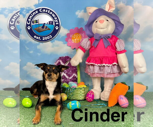 Medium Photo #6 Chihuahua-Unknown Mix Puppy For Sale in Arcadia, FL, USA