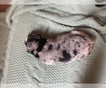 Small Photo #6 Australian Shepherd Puppy For Sale in YADKINVILLE, NC, USA