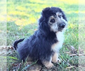 Aussiedoodle Miniature  Puppy for sale in HOLDEN, MO, USA