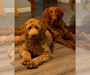 Doodle-Golden Retriever Mix Puppy for sale in MONROE, OH, USA