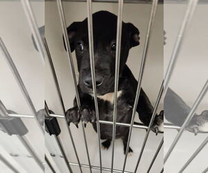 Mutt Dogs for adoption in Spotsylvania, VA, USA