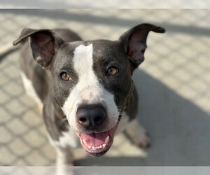 Mutt Dogs for adoption in Tulsa, OK, USA