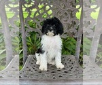 Puppy Dottie Cavapoo